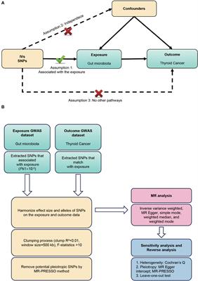 Causal relationship of genetically predicted gut microbiota with thyroid cancer: a bidirectional two-sample mendelian randomization study